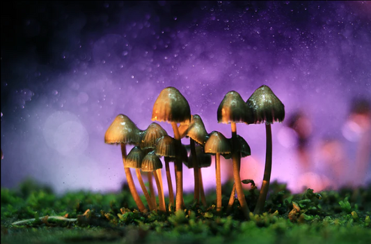 CBD VS Shrooms: the difference between cannabis and legal magic mushrooms