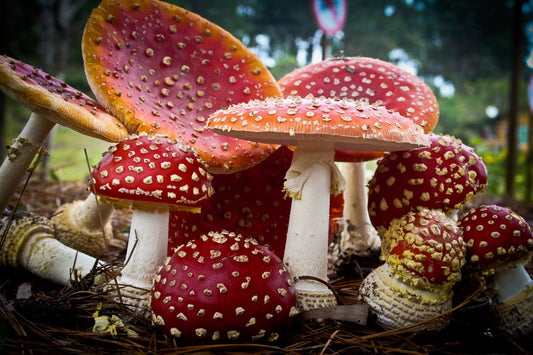 Do Magic Mushrooms Make You Smarter?