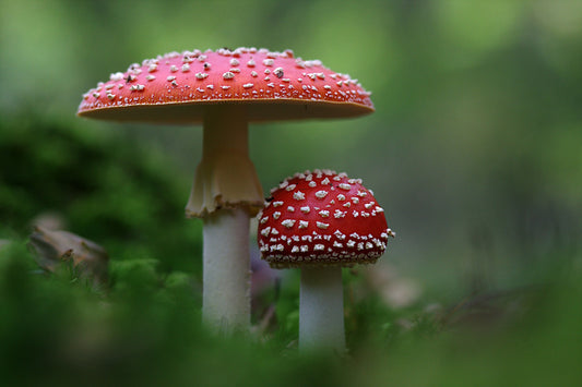 The Forbidden Shroom: What Happens If I Eat Amanita Muscaria?