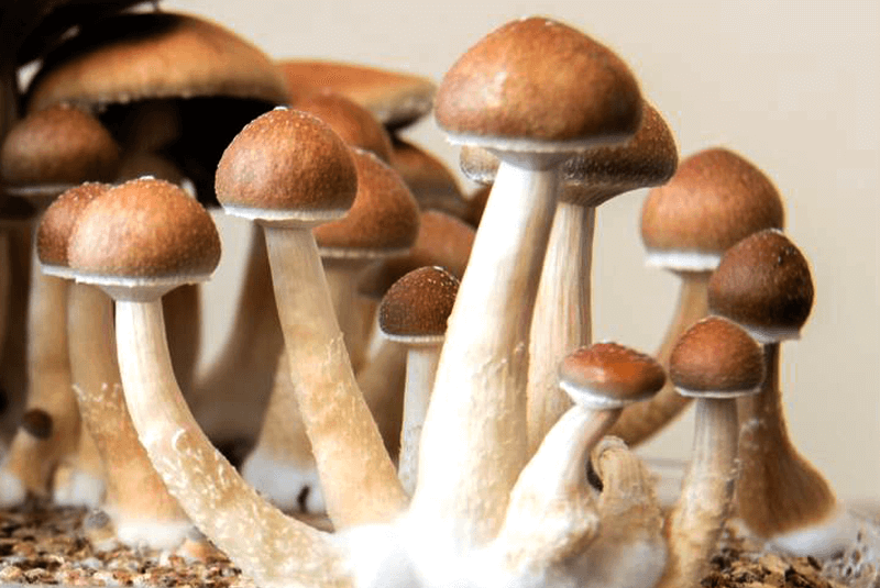 Wholesale Magic Mushrooms 