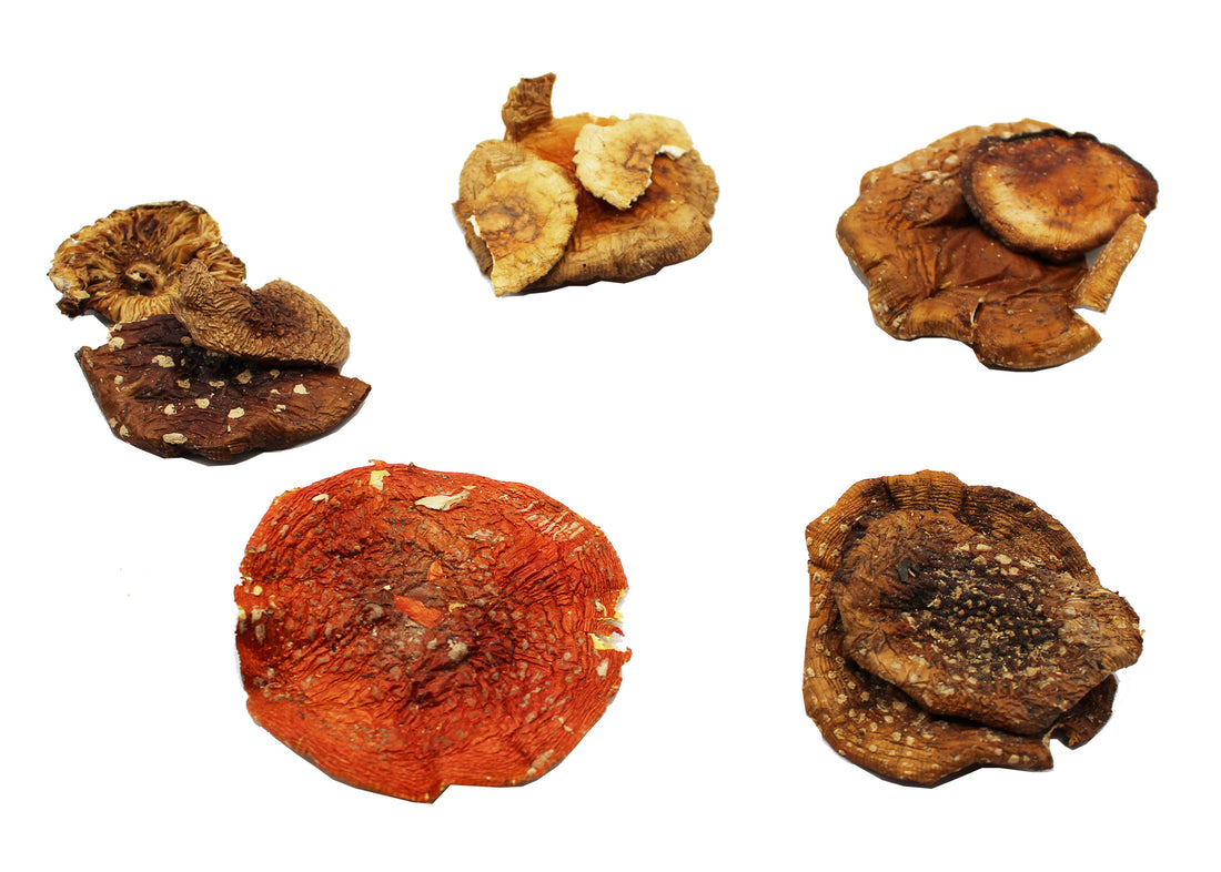New Amanita Mushrooms Website Is Live!